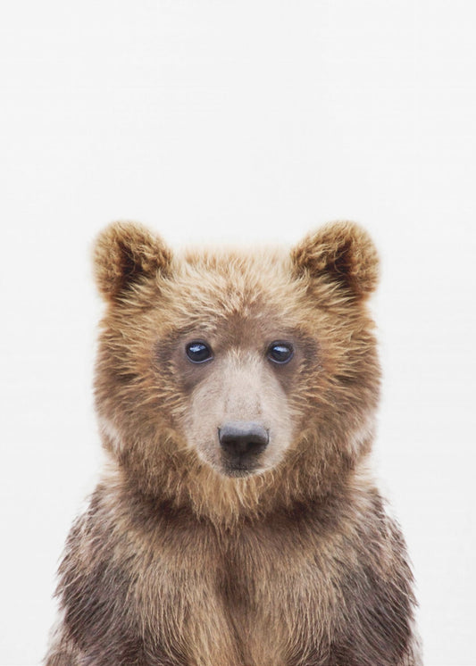 Babybär | Poster