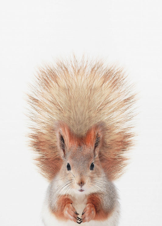 Baby-Eichhörnchen | Poster