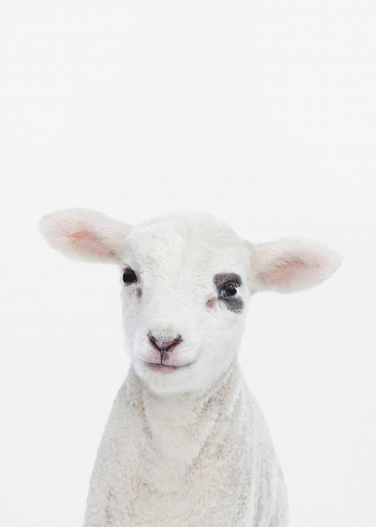 Baby Lamm | Leinwand