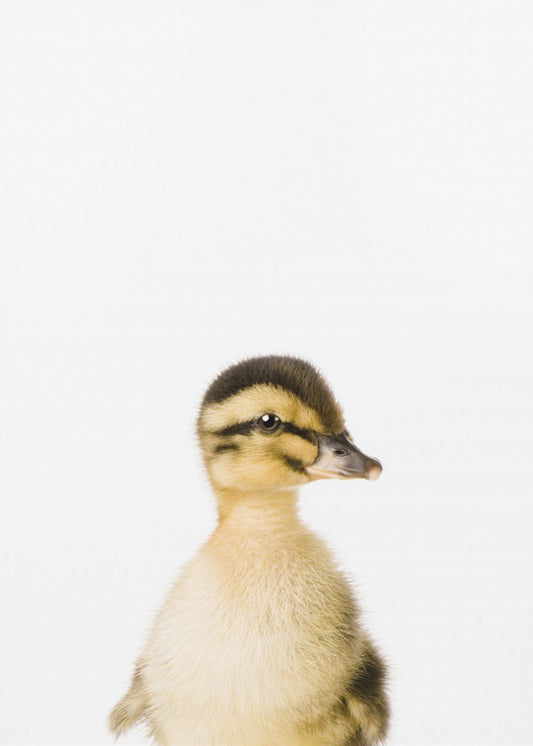 Baby-Ente | Leinwand