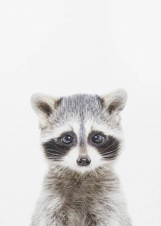 Baby Waschbär | Leinwand