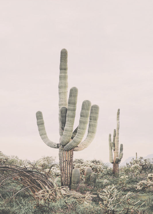 Rosa Saguaro | Poster