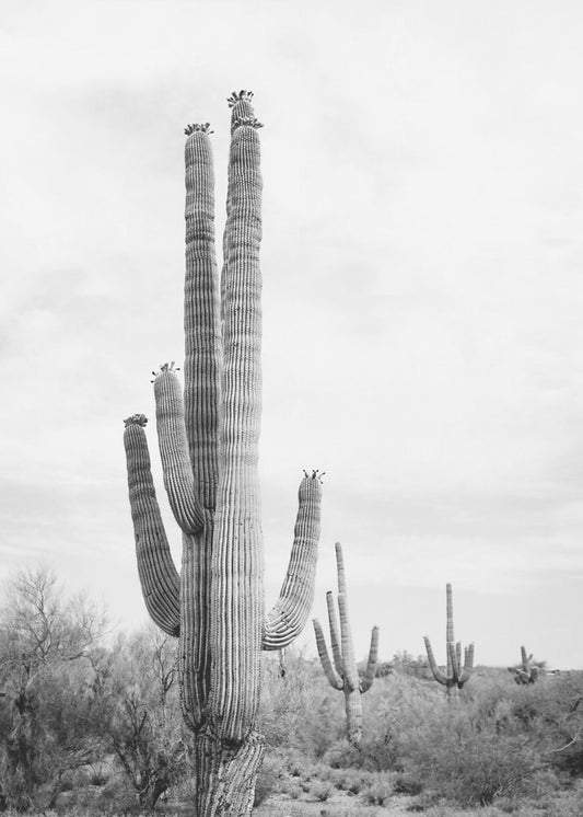Saguaro Schwarzweiß | Poster