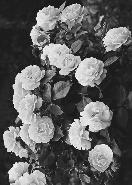 Rose Bush | Canvas