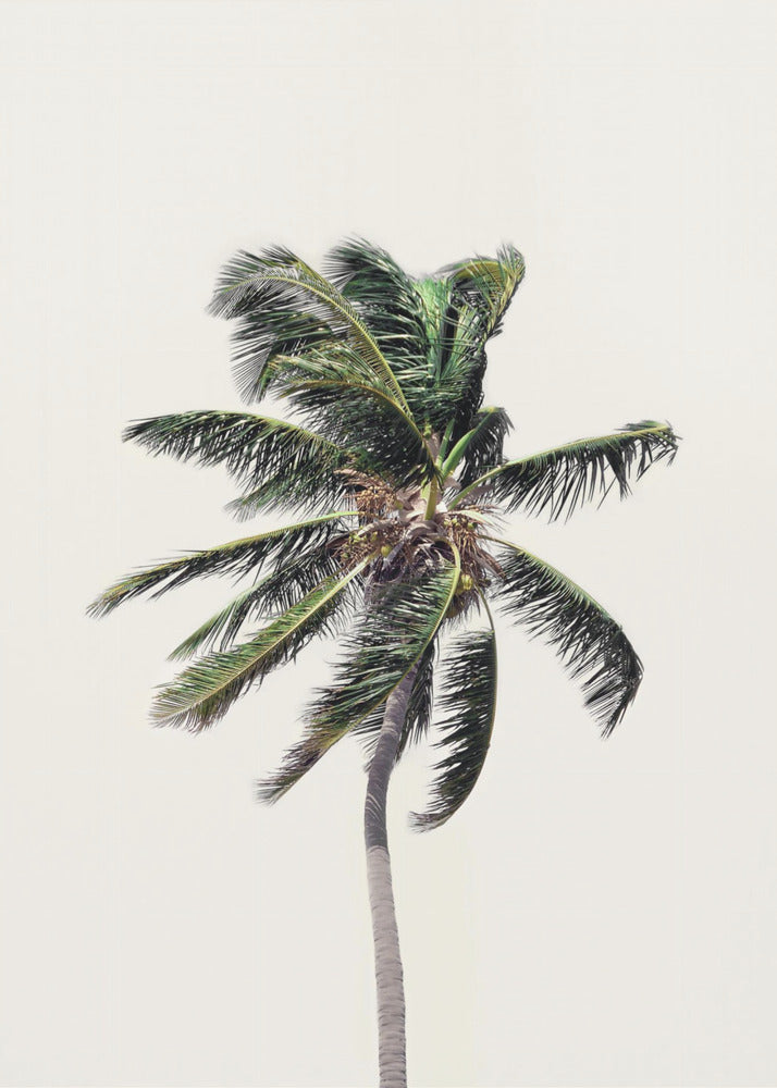 Windy Palm Tree | Canvas