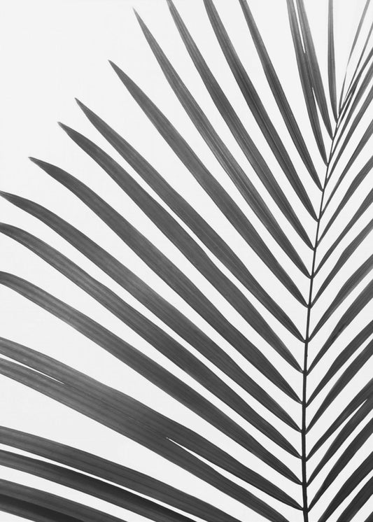 BW Palm Leaf | Canvas