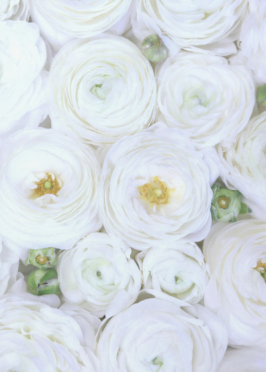 Pure white ranunculus | Poster
