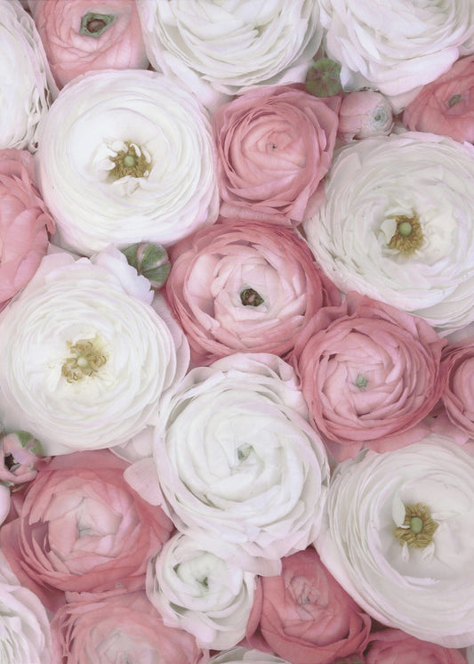 Verstreute Ranunkeln in gedecktem Rosa I | Leinwand