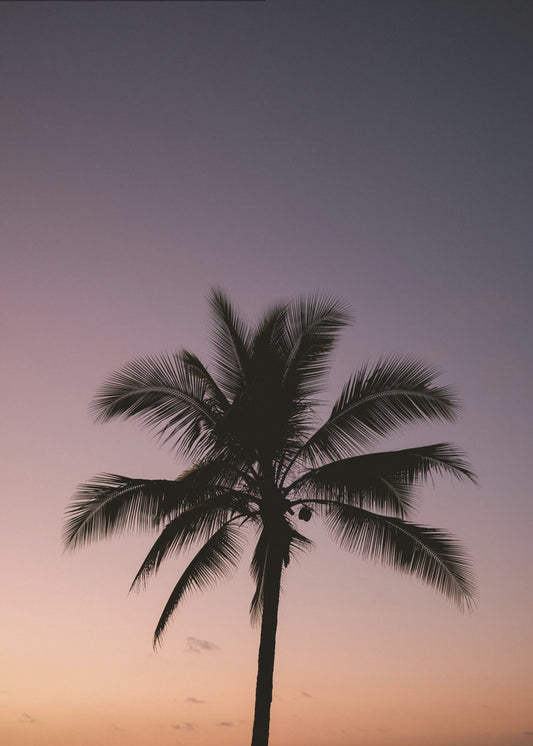 Costa Rica Palme | Poster