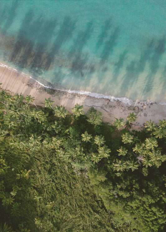 Palm Beach from Above | Canvas