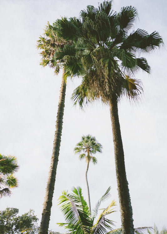 Finde mich unter der Palme | Poster