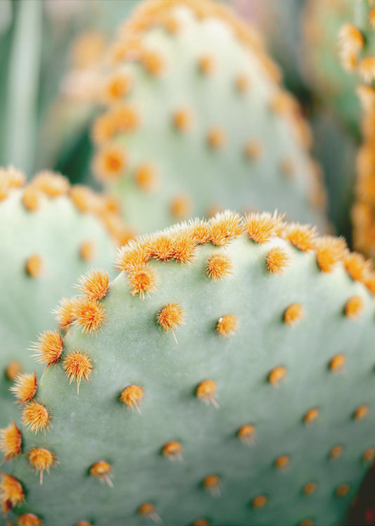 Orange und Grün II – Botanische Fotografie aus Marrakesch | Poster