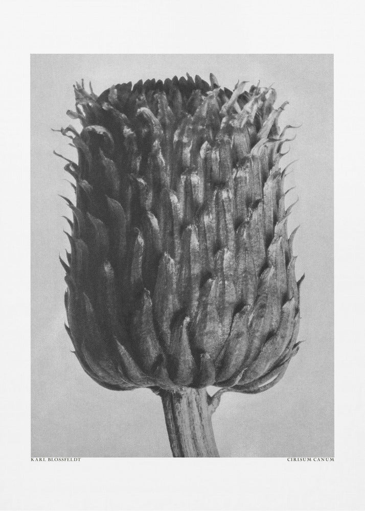 Cirsium Canum (Distel) | Poster