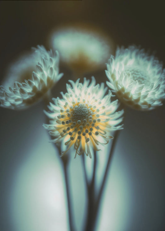 Ätherische Blüten | Poster