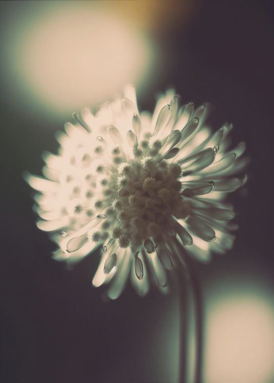 Ätherische Blüte | Leinwand