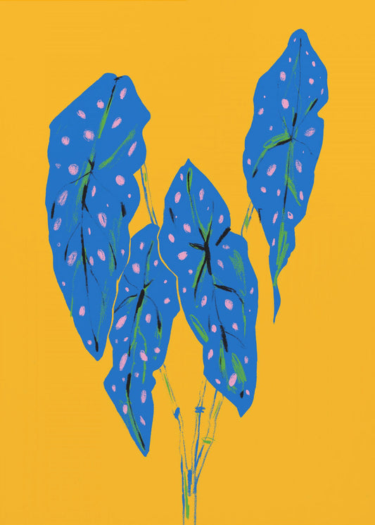 Begonia Maculata Blau und Gelb | Poster