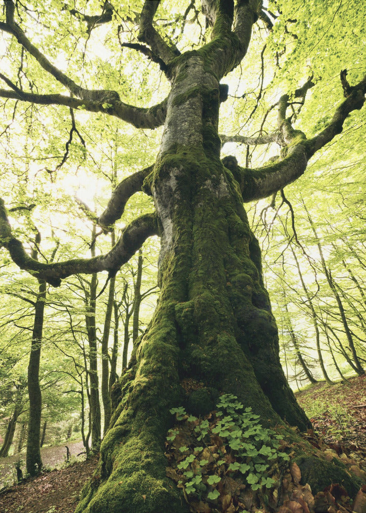 Ent | Leinwand