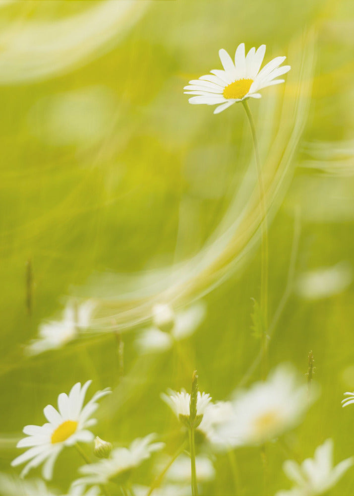 Gänseblümchen | Leinwand
