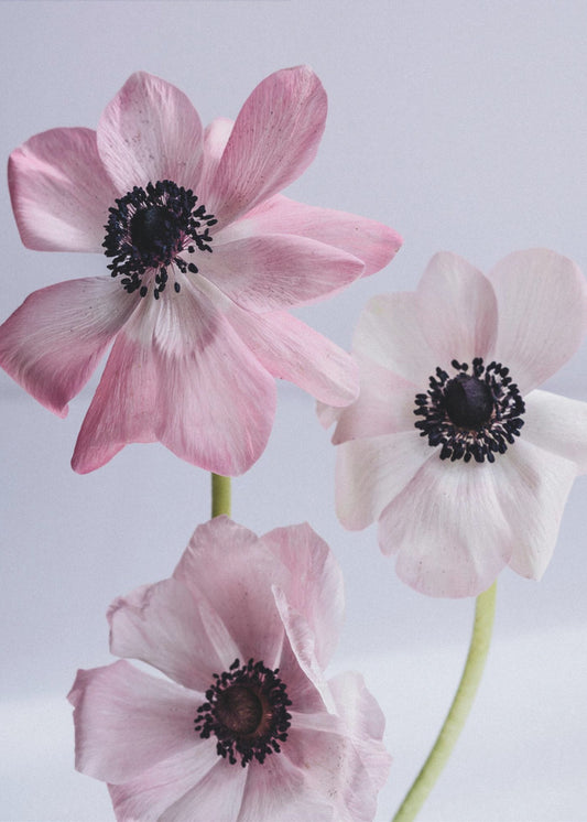 Elegante rosa Anemonenblüten | Leinwand