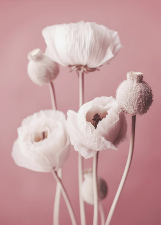 Sanft blühende Mohnblumen | Leinwand