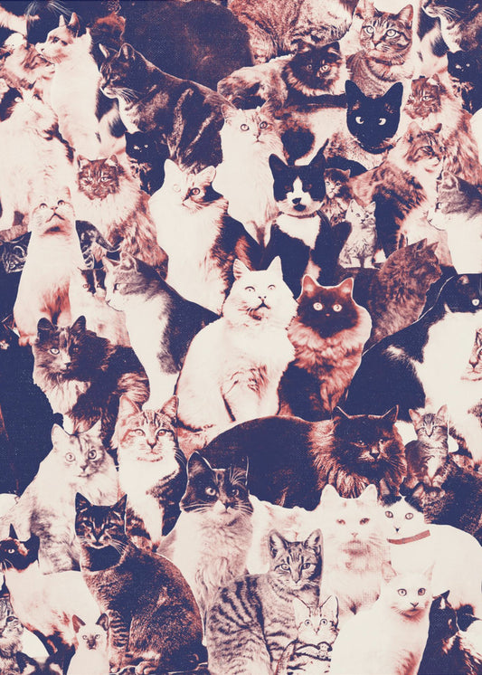 Katzen für immer | Poster