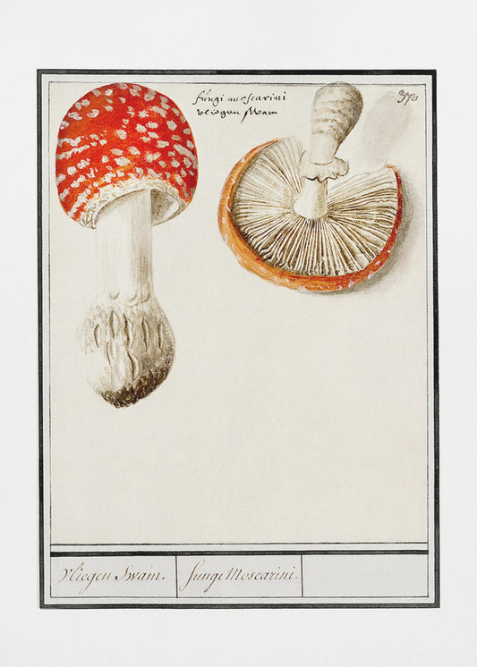 Fliegenpilz, Amanita Muscaria | Leinwand
