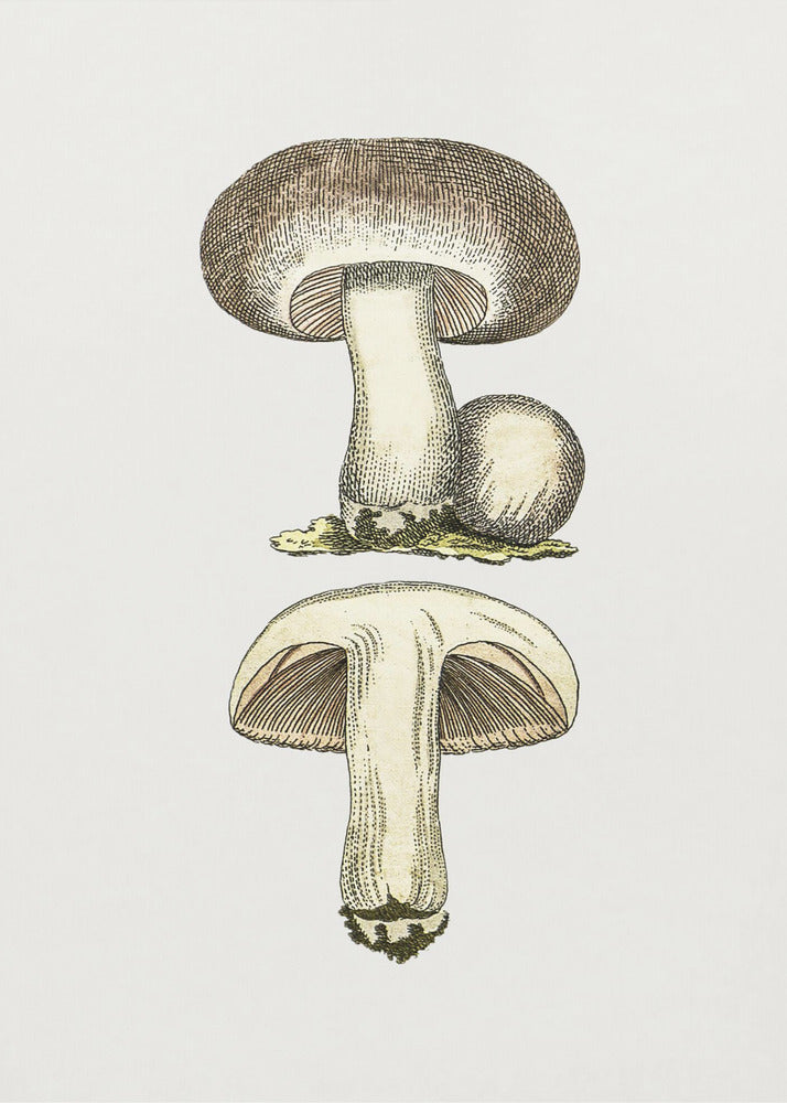 Handgezeichneter Feldpilz Grau | Poster