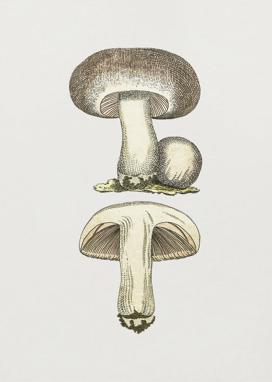 Handgezeichneter Feldpilz Grau | Poster