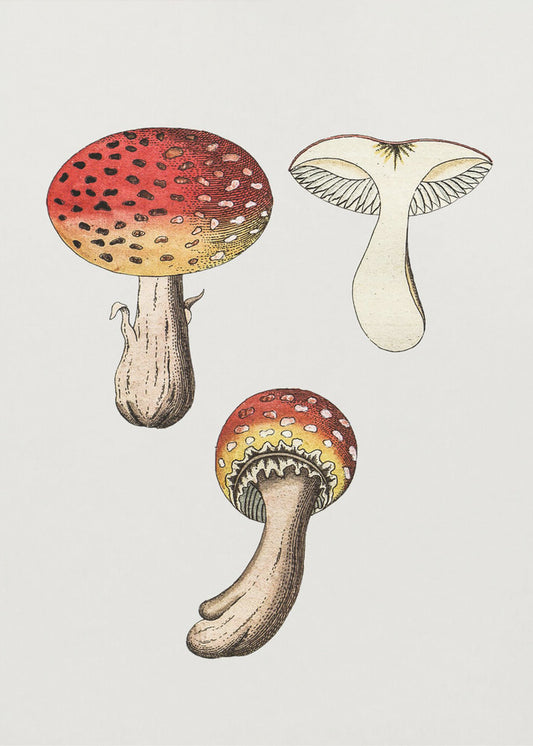 Handgezeichneter Fliegenpilz | Poster
