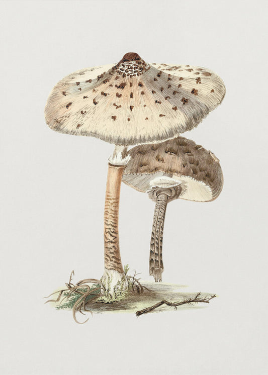 Handgezeichneter Parasolpilz | Poster