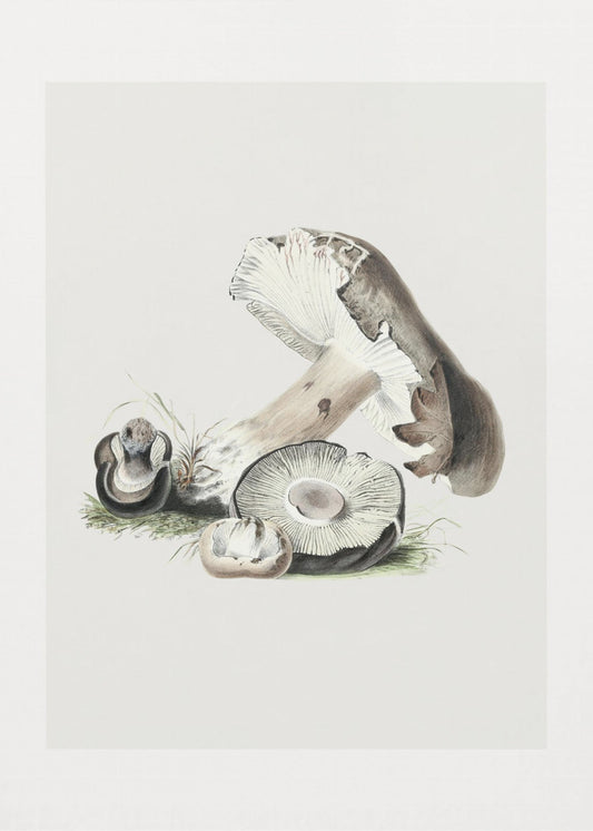 Vintage Agaricus Augustus Pilz 50x70 | Poster