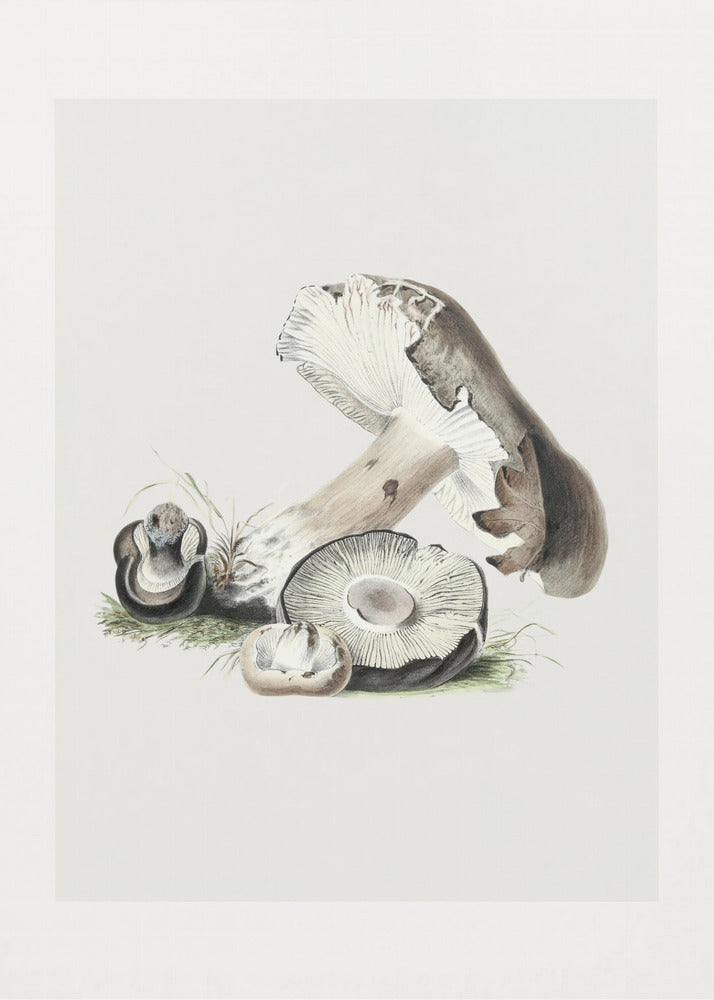 Vintage Agaricus Augustus Pilz 50x70 | Leinwand