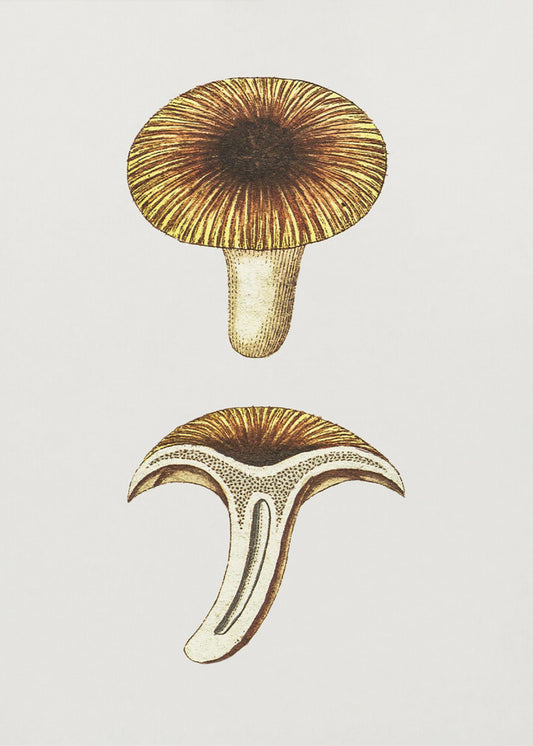 Vintage Pfifferlinge Essbarer Pilz Poster