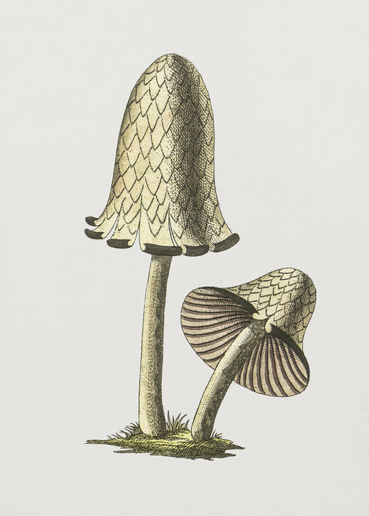 Vintager Tintenfisch-Esspilz | Poster