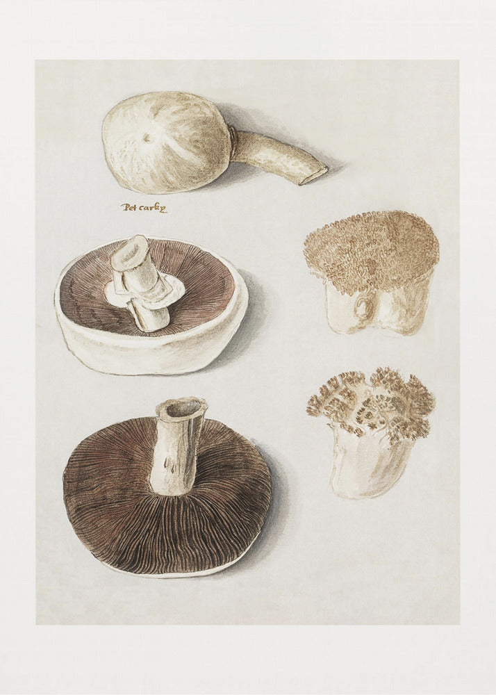 Gewöhnlicher Wiesenpilz, Agaricus Campestris stehend | Leinwand