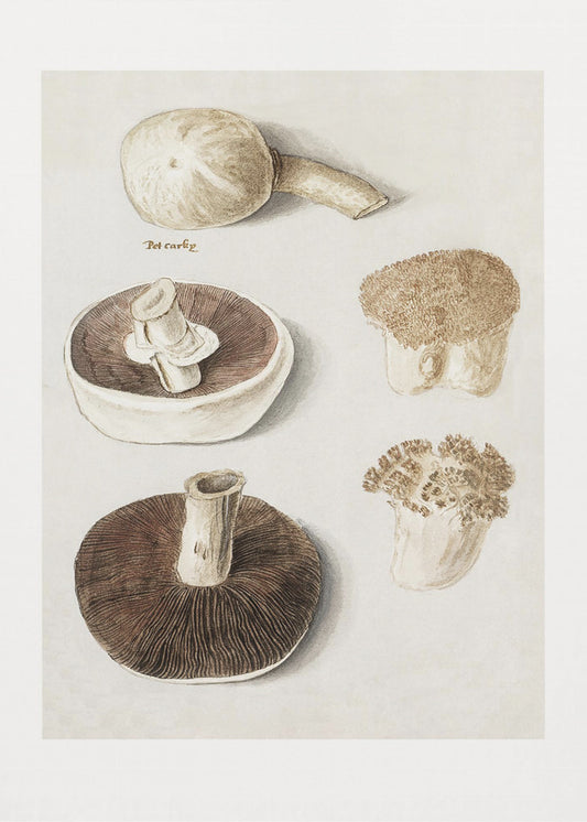 Gewöhnlicher Wiesenpilz, Agaricus Campestris stehend | Leinwand