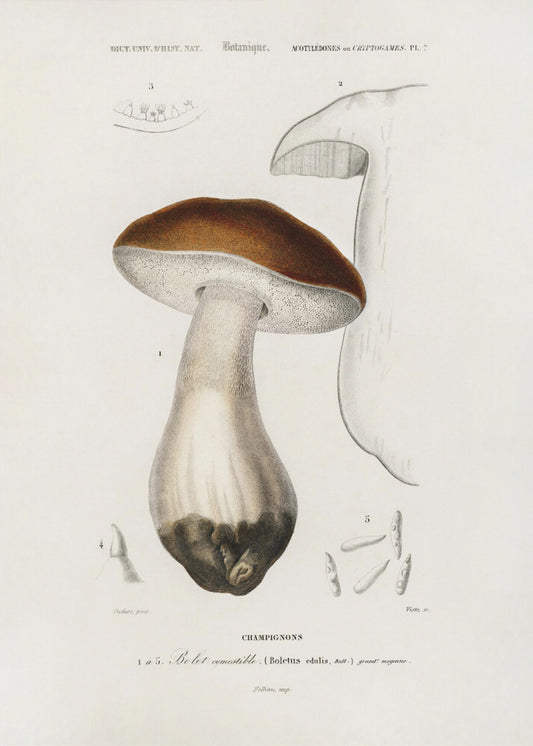 Penny Bun (Steinpilz Edulis) | Leinwand