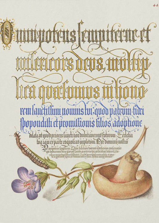 Pilz Poster | Leinwand