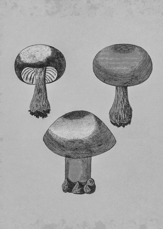 Violet Webcap Mushroom | Poster