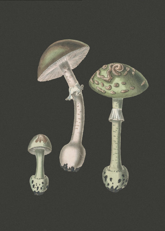 Amanita Muscaria Dunkler Hintergrund | Leinwand