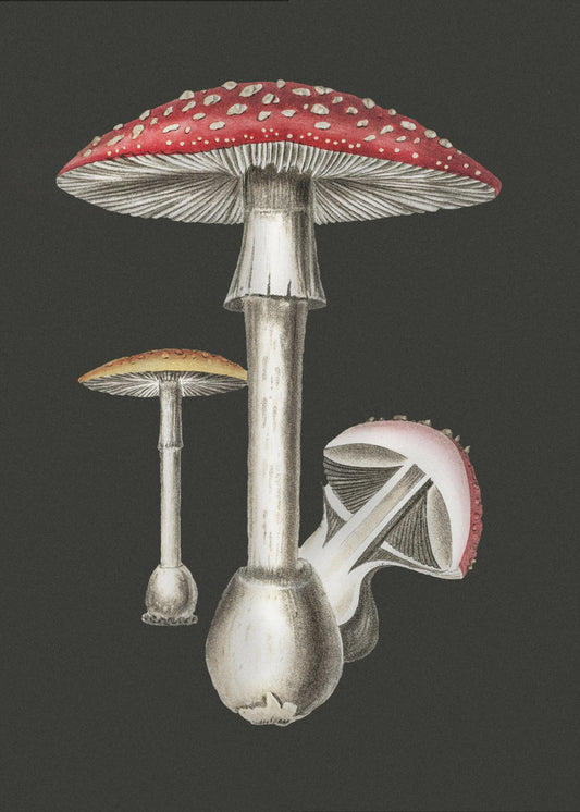 Amanita Muscaria Dunkler Hintergrund | Leinwand