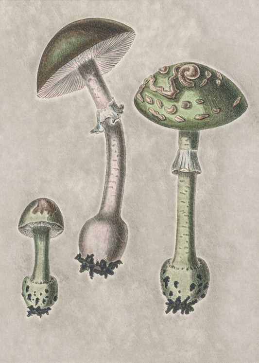 Amanita Muscaria Remix Grün | Leinwand