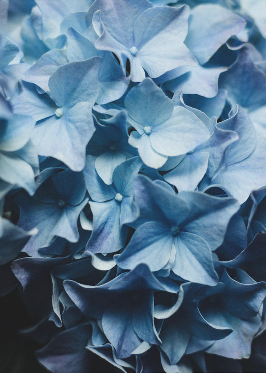 Leuchtend blaue Hortensien | Leinwand