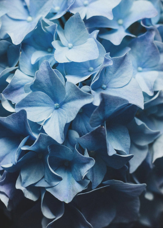 Hübscher Anblick Blaue Hortensie | Leinwand