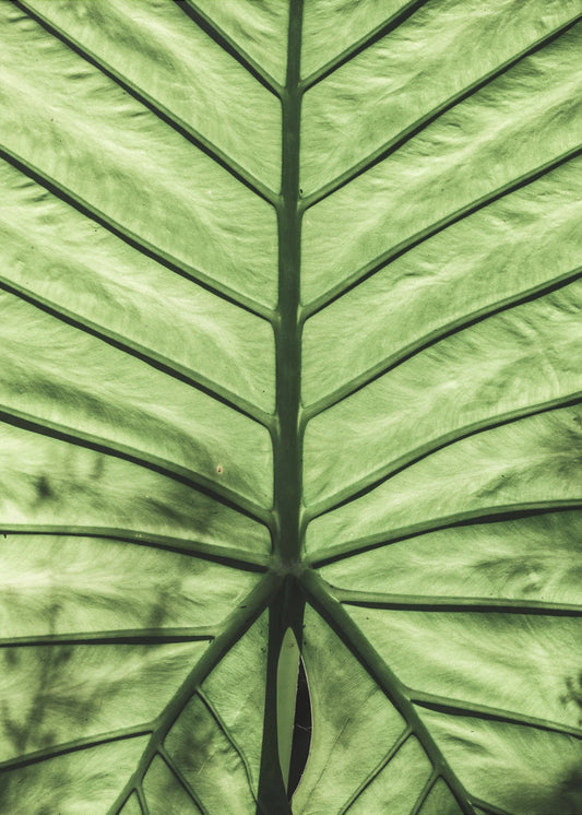 Leaf Vein Symphony | Canvas