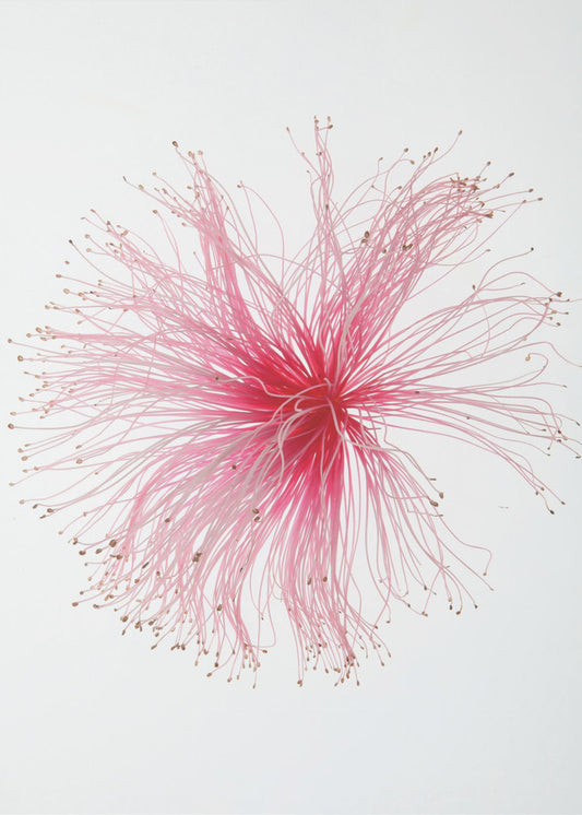 Floral Fireworks | Canvas