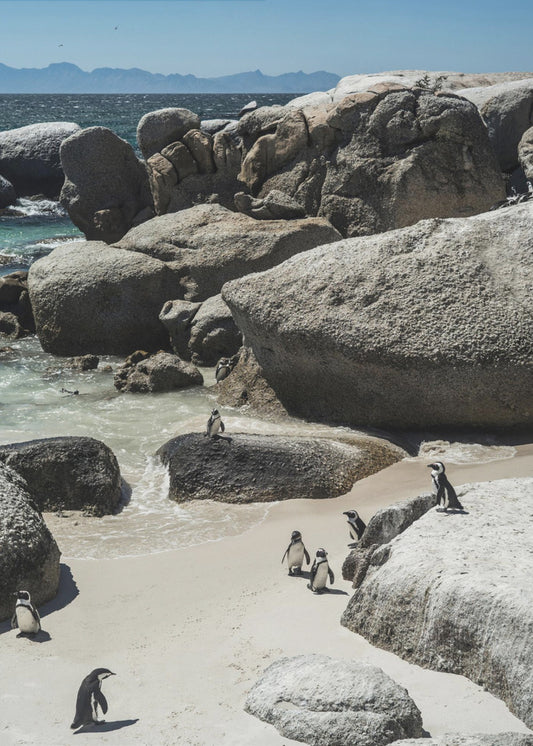 Pinguin-Bucht-Gelassenheit | Poster