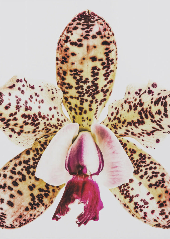 Gefleckte Orchideenexplosion | Poster
