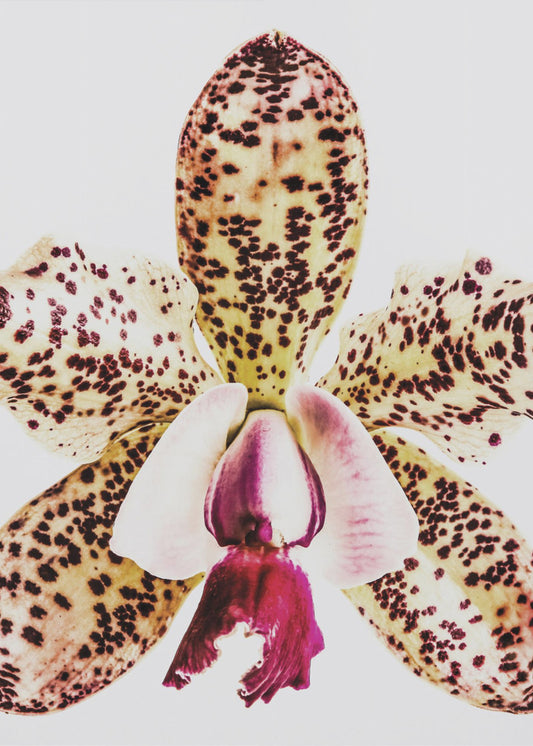 Gefleckte Orchideenexplosion | Poster