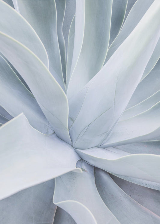 Silver Succulent Swirl | Canvas
